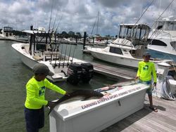 Cobia fish caught by two people in Cape Charles