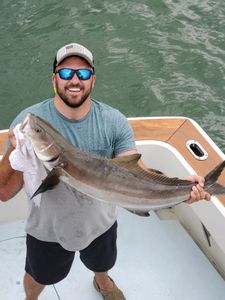 Cobia fish caught in Cape Charles