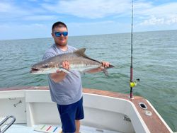A cobia fish caught by a person in Cape Charles