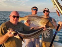 Two cobia fish caught in Cape Charles