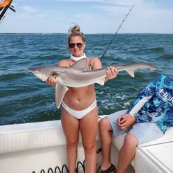 A single dusky smooth-hound fish caught in Cape Charles