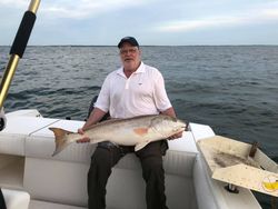 Redfish in Chesapeake Bay