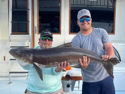 A huge cobia fish caught by two people in Cape Charles