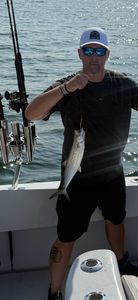 Spanish mackerel caught while fishing in VA