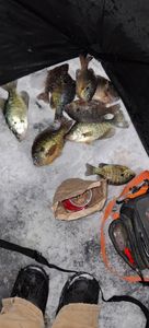 Two bluegill fish caught in Port Clinton