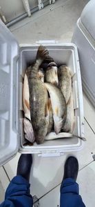 Fresh caught fish displayed in white cooler on boat deck in Port Clinton OH