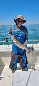 Walleye catch on fishing boat in Port Clinton OH