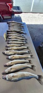 Fresh caught walleye displayed on boat cleaning table at Port Clinton OH