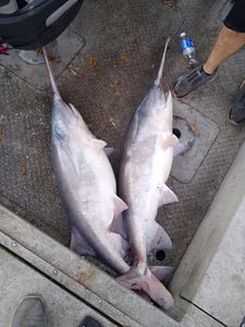 Two fishing rods at scenic Wagoner location