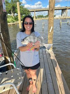 A single black drum fishing in MS