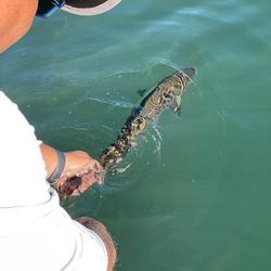 North African catfish fishing in Napa