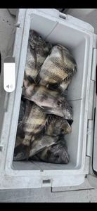 Fresh caught sheepshead and black drum fish in cooler from Gulfport MS fishing trip