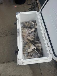 Fresh caught sheepshead fish in white cooler on boat deck in Gulfport MS