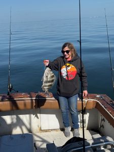 Sheepshead fish caught in Gulfport by fishing