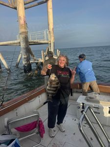 Sheepshead fish caught on fishing boat in Gulfport MS waters