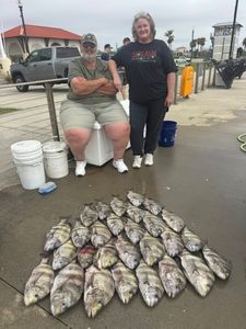 Large catch of sheepshead fish displayed on dock in Gulfport MS after successful fishing trip