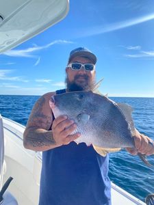 Triggerfish Fishing In Shalimar, Florida