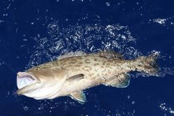 Grouper Fishing In Shalimar, Florida