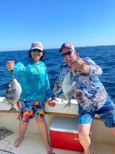 Grey Triggerfish Fishing In Shalimar, Florida