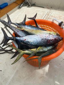 Offshore Catches! Mahi Mahi & Albacore