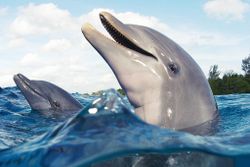 Dolphin Cruises Offered By Charter, FL