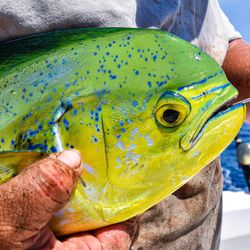 The Mahi Mahi bite is good!