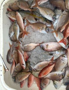12 silver seabream and southern black bream in Shalimar