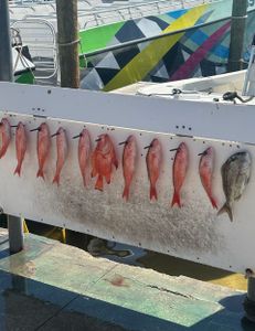 11 fishing catches at Shalimar