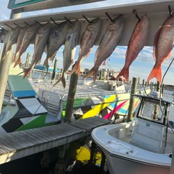 Five fish caught in Shalimar during a fishing trip