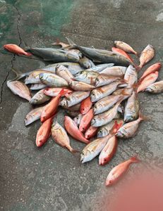 Five great fishing catches in FL