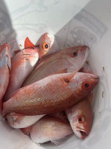 Four fish caught while fishing in FL