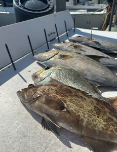 2 fish caught in FL while fishing