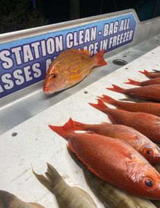 Three fish caught while fishing in FL