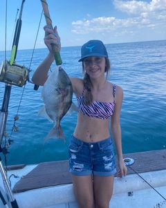One Grey Triggerfish caught while fishing in FL