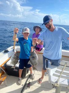 Grey triggerfish, 17 inches, fishing in FL