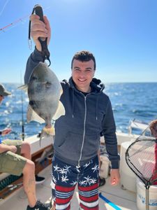 Grey Triggerfish caught while fishing at Shalimar