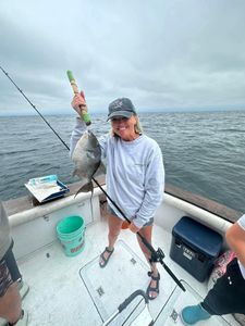Grey Triggerfish, 12 inches, caught fishing in Shalimar