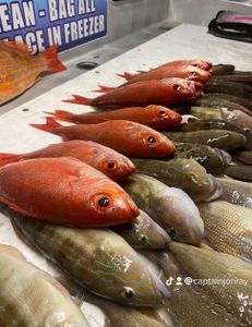 5 pollock fish caught in shalimar