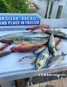 7 fish caught in Shalimar during a fishing trip