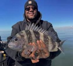 Sheepshead fish caught in Shalimar