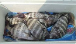 Two sheepshead caught while fishing in Shalimar