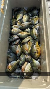 Four bluegill fish caught while fishing in Wisconsin