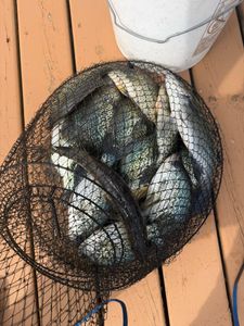 Fresh caught fish in landing net on wooden dock in Fort Atkinson WI