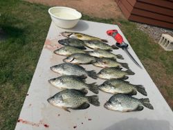 Fresh caught crappie and walleye laid out on cleaning table in Fort Atkinson Wisconsin