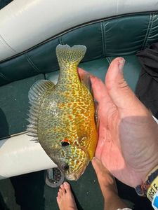 Pumpkinseed sunfish caught fishing in Fort Atkinson Wisconsin being held over boat