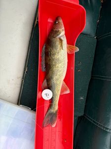 Walleye fish in red measuring board on boat deck in Fort Atkinson WI