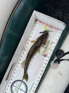 Northern pike caught fishing in Fort Atkinson WI measured on boat measuring board