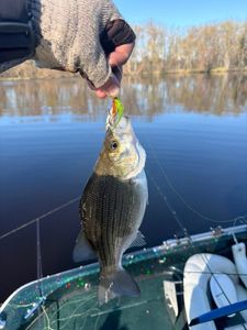 White bass caught on fishing line with colorful lure in Fort Atkinson WI lake