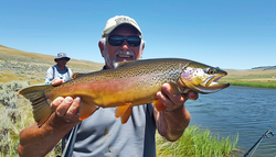 Vibrant cutthroat trout, Montana.