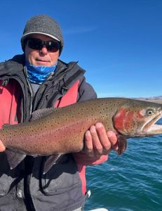 Bold Lahontan cutthroat, Pyramid Lake.